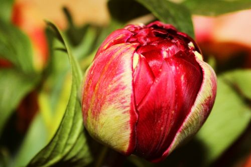 peony bud red