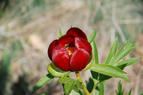 peony flower nature