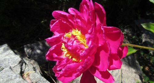 peony pink flower flower