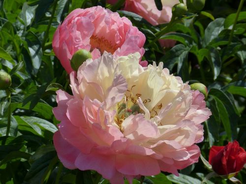 peony flower blossom