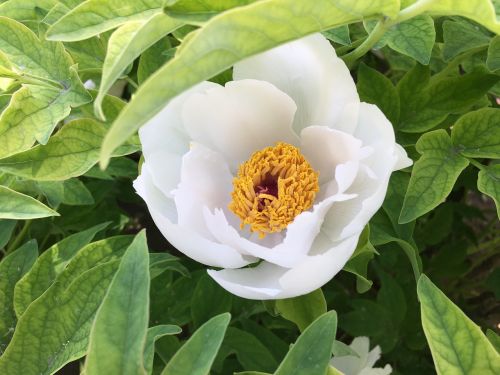 peony green blossom