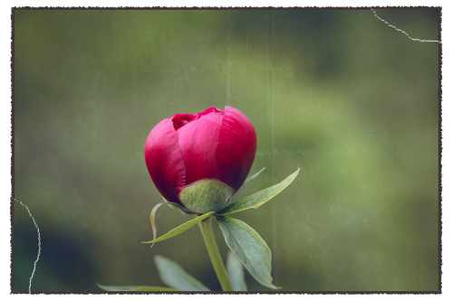 peony blossom bloom