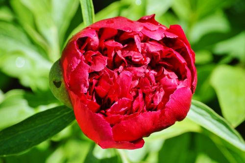 peony flower flower garden