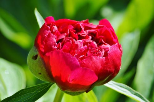 peony flower flower garden