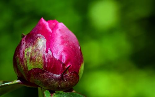 peony bud flower