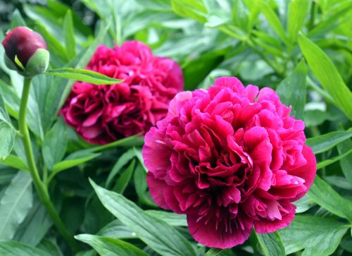 peony red blossom