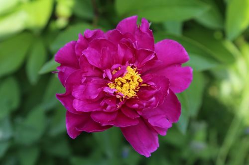 peony blossom bloom