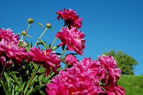 peony bush pentecost rosengewächs