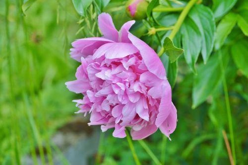 peony flower flower garden