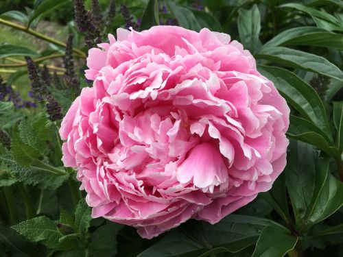 peony blossom flower