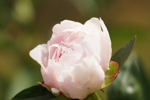 peony pink blossom