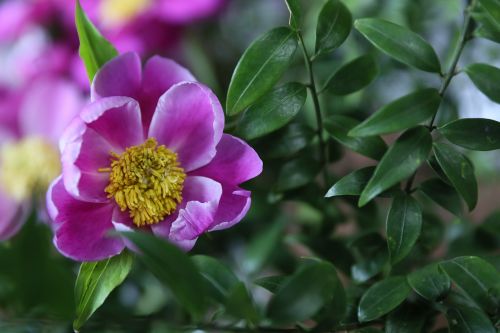 peony flower pink