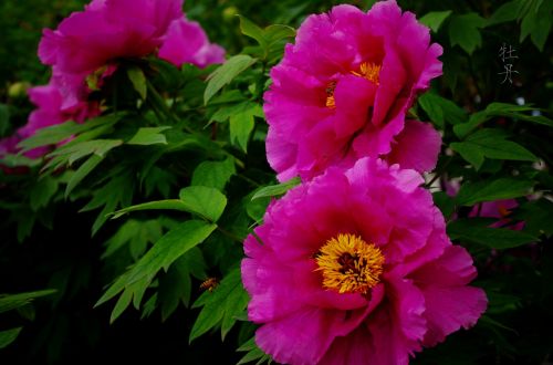 peony country color