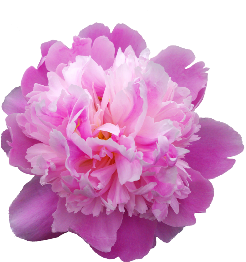 peony transmission flowers