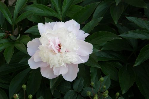 peony pink double flower