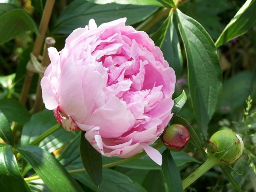 peony flower garden