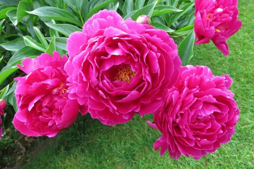 peony full bloom pink