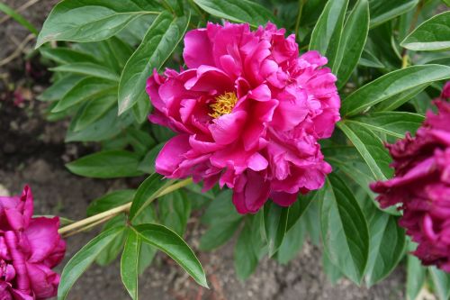 peony flower pink