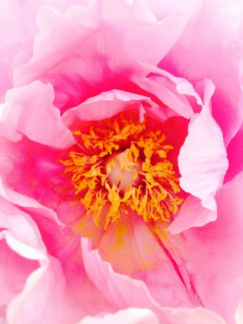 peony flower plant