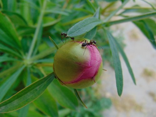 peony  nature  plant