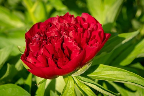 peony  flower  plant