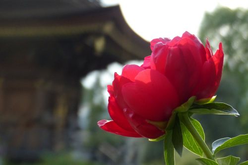 peony flowers spring