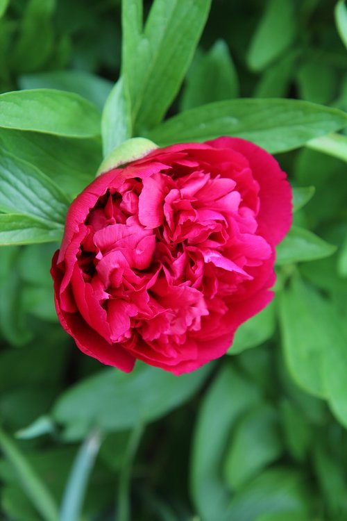 peony  peony red  red flowers