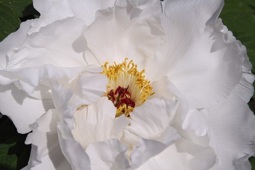 peony  pure white  flowers