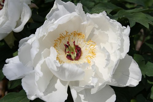 peony  stamens  flourished