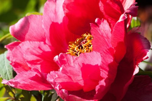 peony flower nature