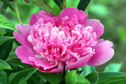 peony  flower  pink