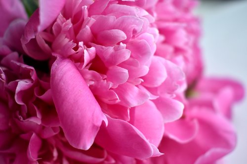 peony  bud  gentle