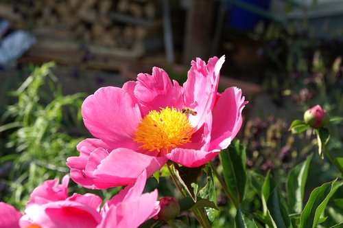 peony  bee  paeonia