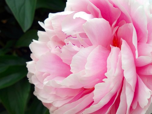 peony  blossom  bloom