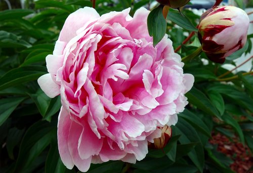 peony  blossom  bloom