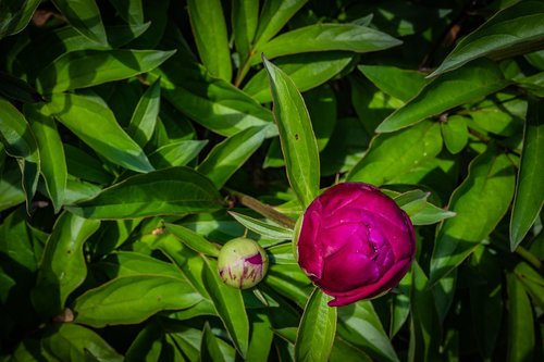 peony  bud  flower