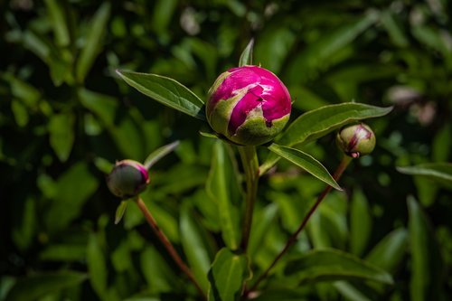 peony  bud  flower