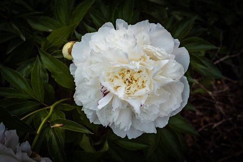 peony  garden rose  white