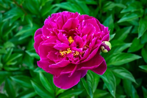 peony  garden rose  red