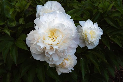 peony  white  garden rose