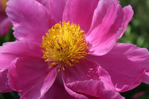 peony  pink  flower