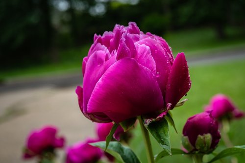 peony  garden rose  flower