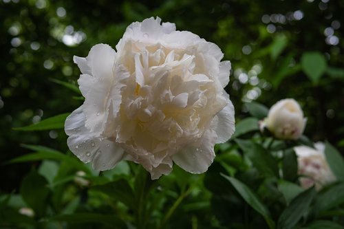peony  garden rose  white
