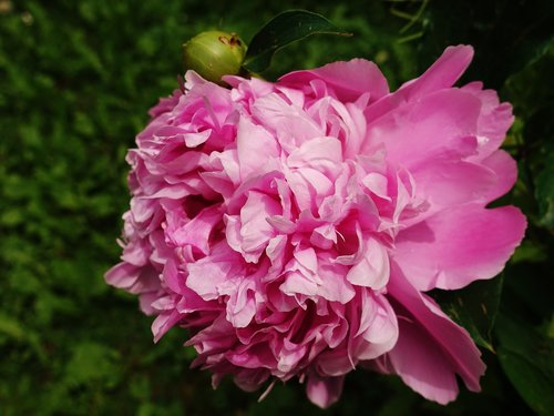 peony  flower  pink