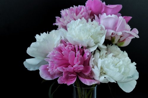 peony  peony bouquet  flowers