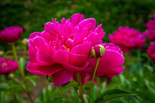 peony  red  garden rose