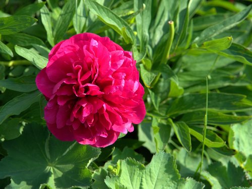 peony  flower  blossom