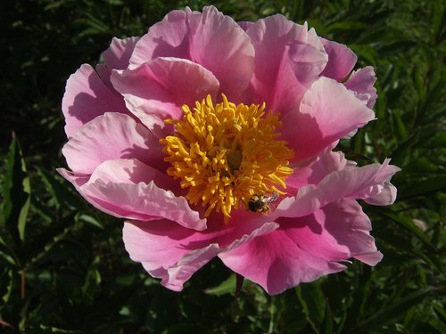 peony  flower  pink