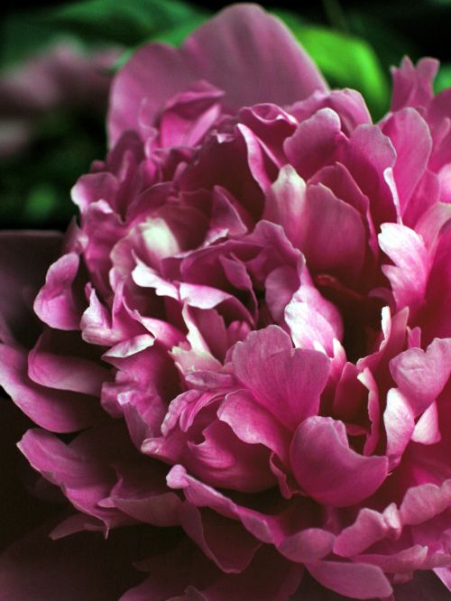 peony flower pink flower