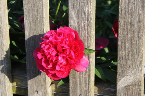 peony  fence  blossom